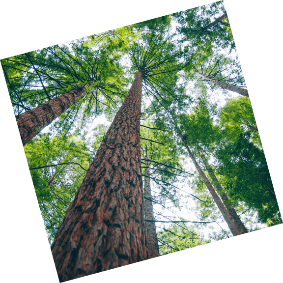 Detail Info Section image